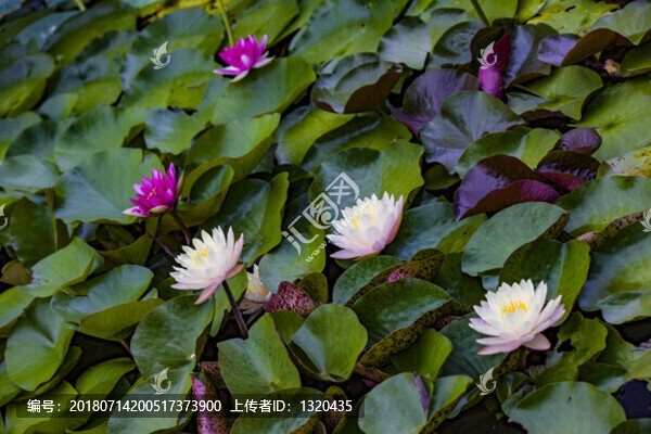 睡蓮