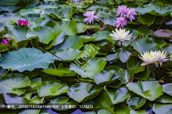 睡蓮