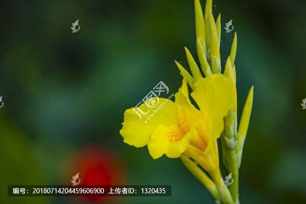 美人蕉