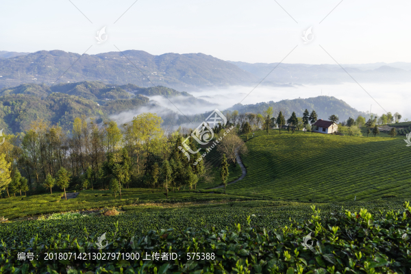 茶山