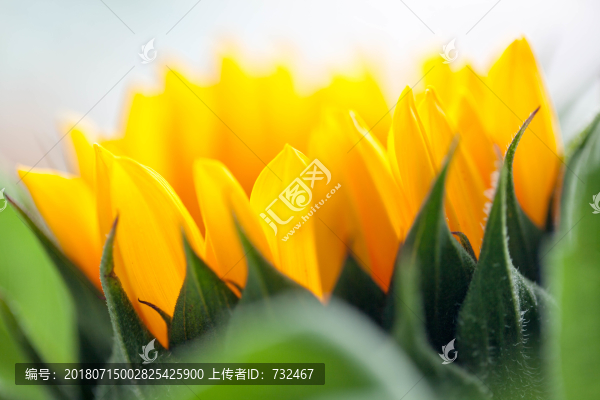 向日葵特寫(xiě)