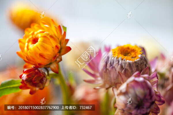 非洲雛菊特寫(xiě)
