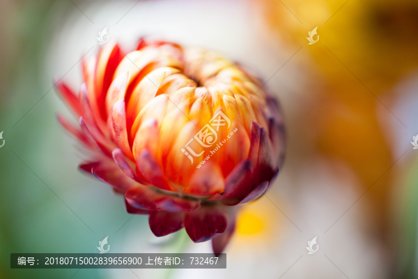 非洲雛菊特寫