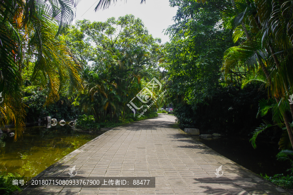 公園小路公園小溪