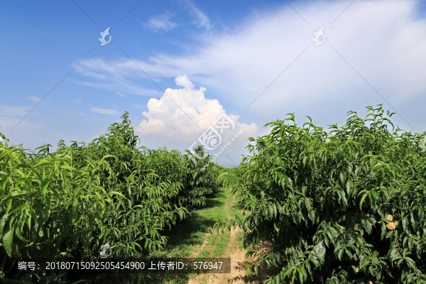 帶有藍(lán)天白云的桃園