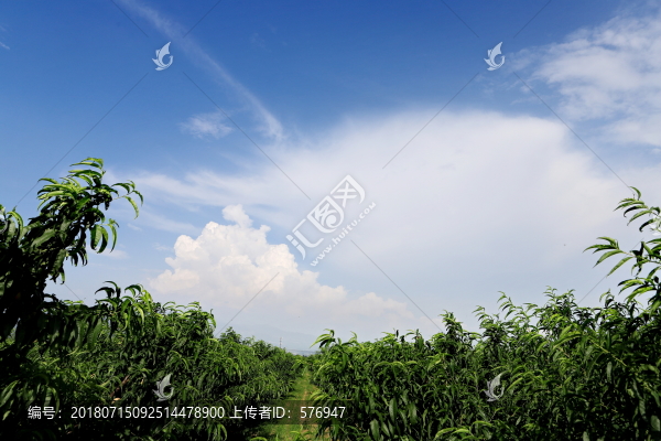 帶有藍(lán)天白云的桃園