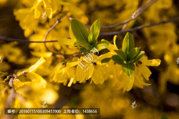 迎春花