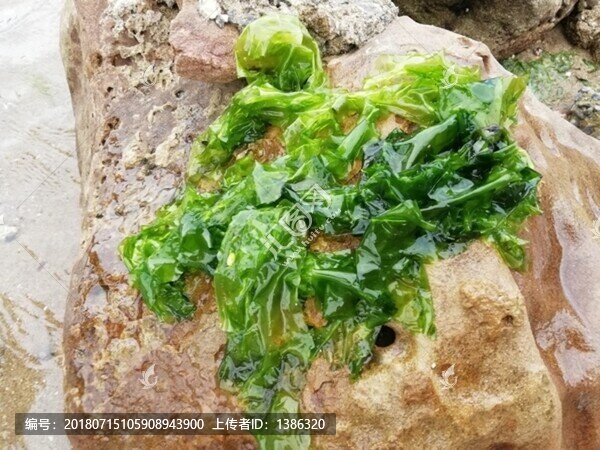 臺北臺灣野柳地質(zhì)公園化石