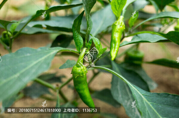 辣椒樹