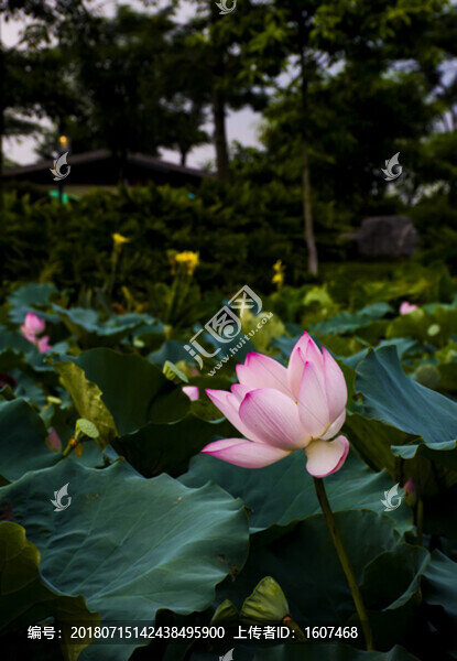 荷花