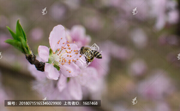 粉色桃花