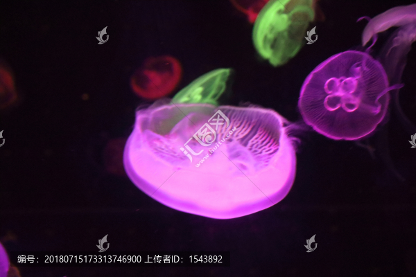 水母