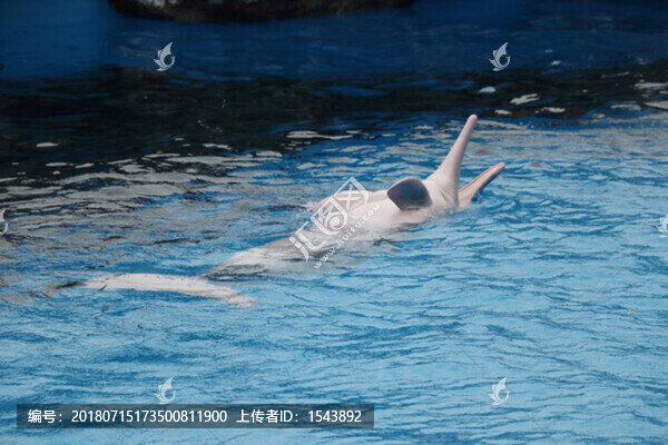 海豚
