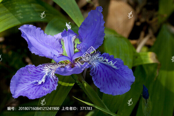 鳶尾花
