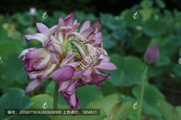 蓮花荷花