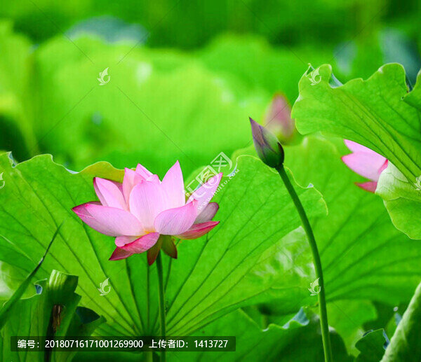 盛開(kāi)的荷花