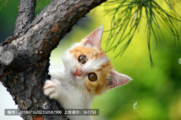 小花貓