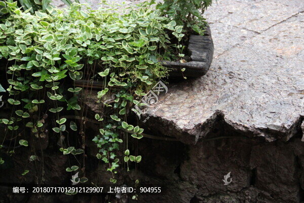 盆栽植物