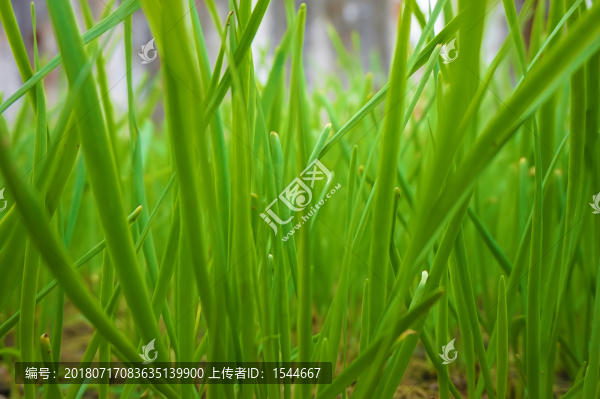 韭菜地