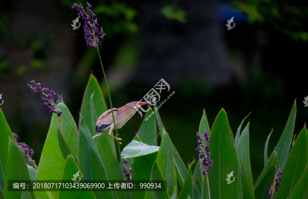 黃葦鳽