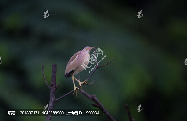 濕地公園