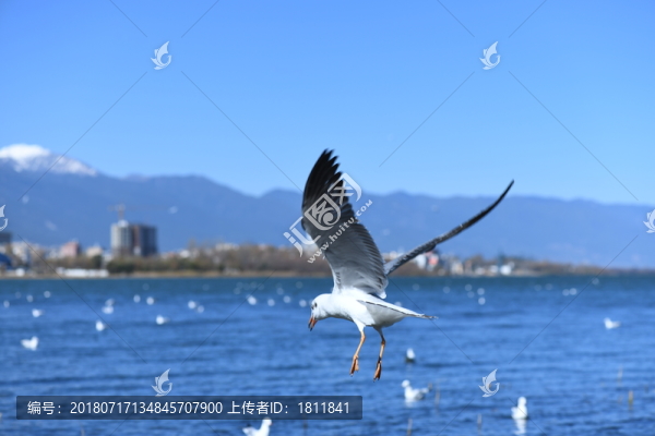 云南大理洱海西伯利亞候鳥(niǎo)紅嘴鷗