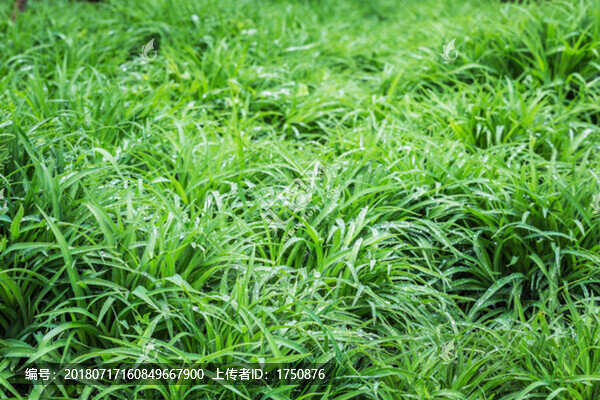 雨后的青草