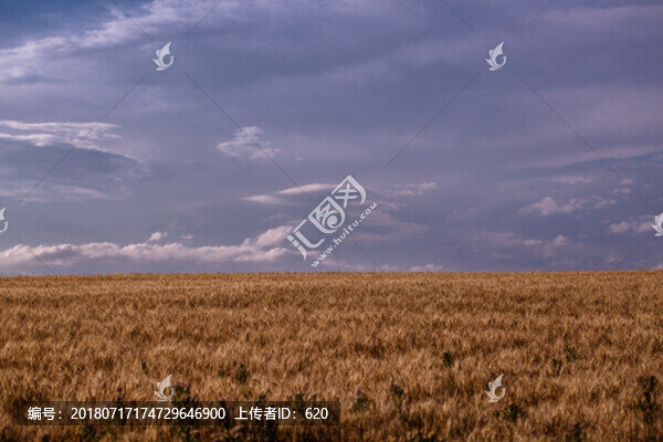 麥田