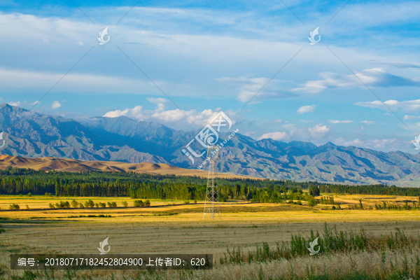 麥田