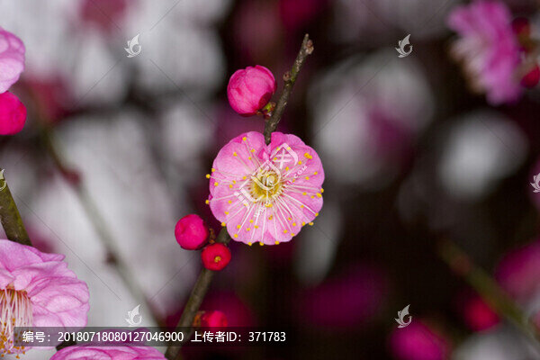 紅梅花