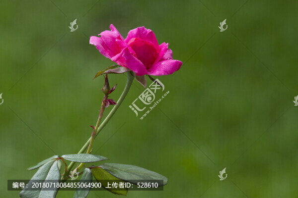 花朵