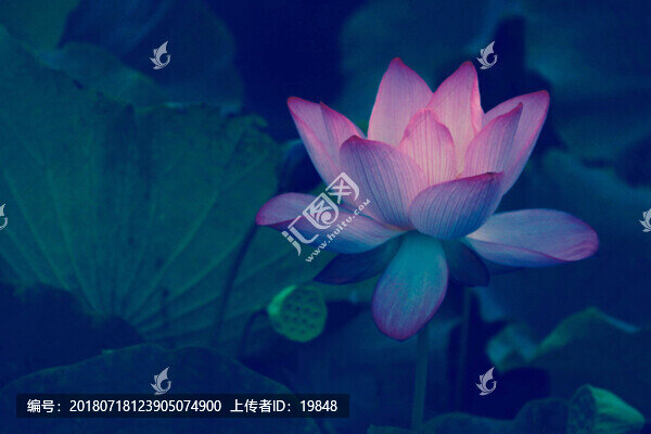 荷花