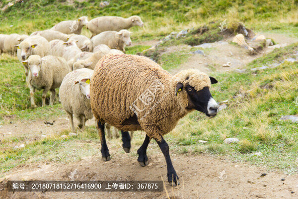 綿羊