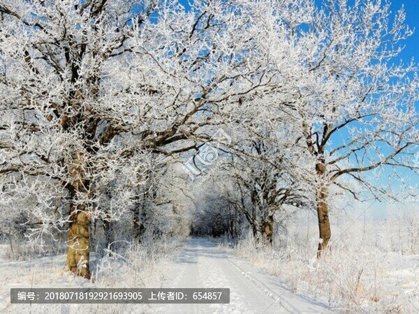 北方冬天冰天雪地雪景樹掛霧凇