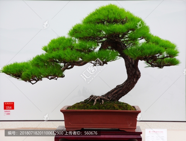 樹木盆景
