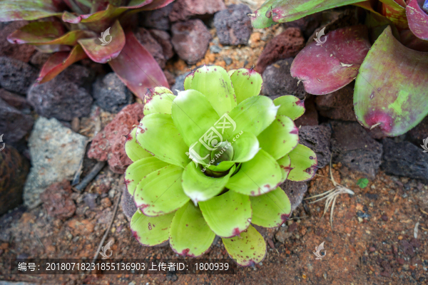 廈門植物園