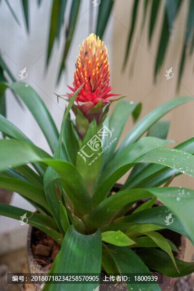 水塔花