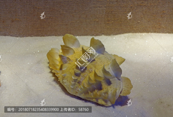 檸檬黃鯪片長硨磲