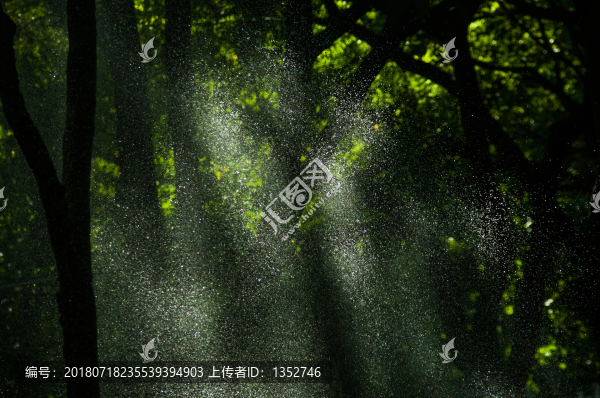 樹林光影