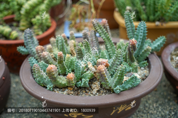 多肉植物