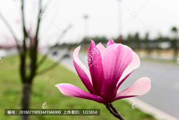 玉蘭花
