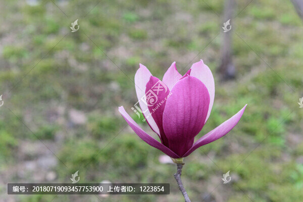 玉蘭花