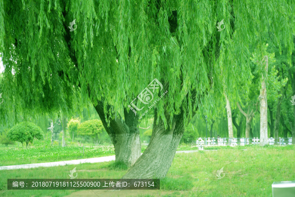大樹