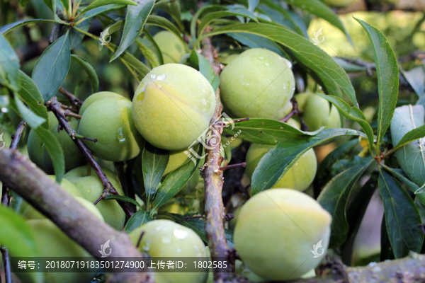四川青脆李脫骨李歪嘴李