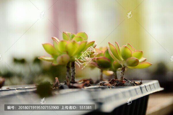 多肉植物