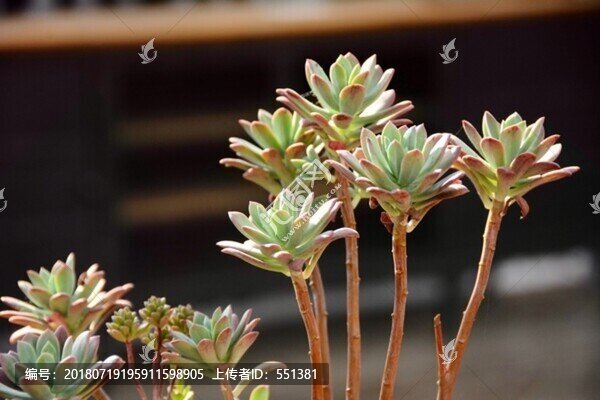 多肉植物