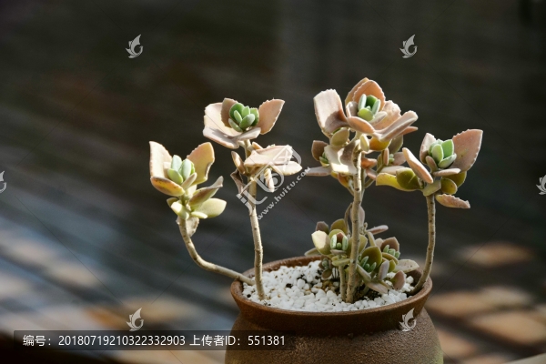 多肉植物