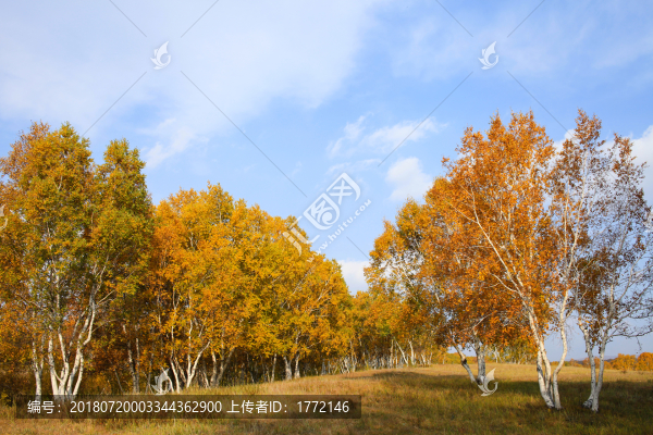 陽(yáng)光下的白樺樹(shù)林