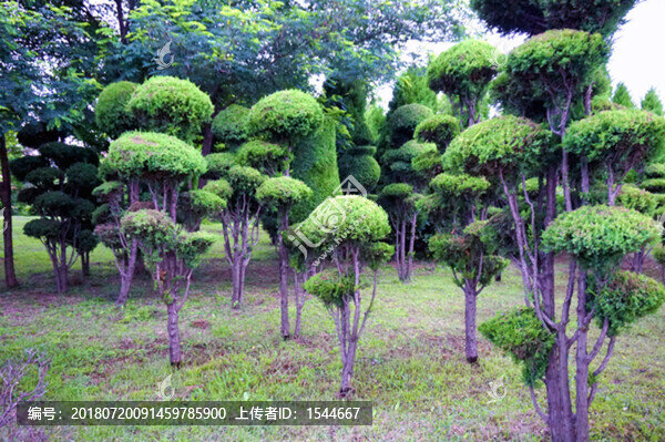 園林植物造型景觀