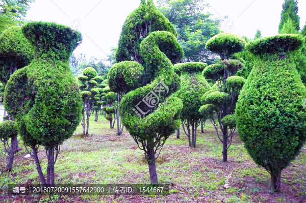 園林植物造型藝術(shù)